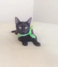 Natan