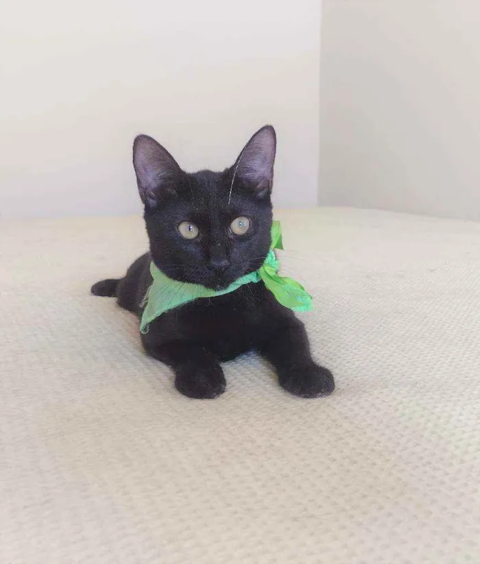 Gato ra a SRD idade 2 a 6 meses nome Natan
