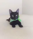 Natan