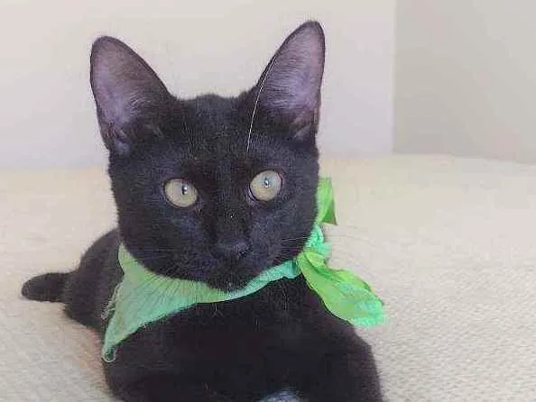 Gato ra a SRD idade 2 a 6 meses nome Natan