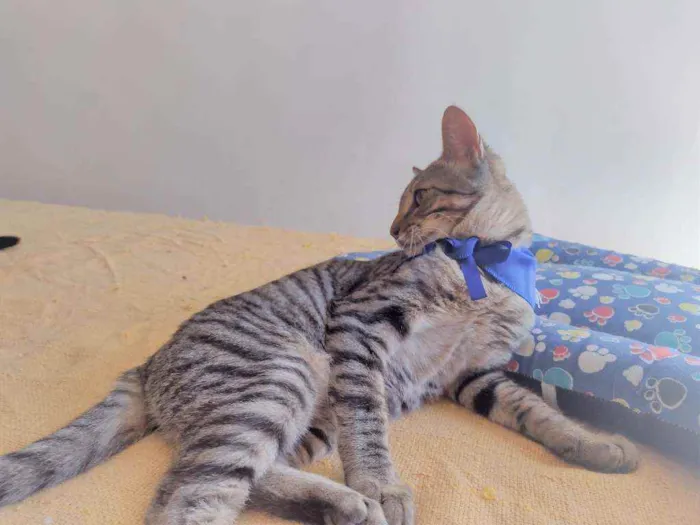Gato ra a SRD idade 2 a 6 meses nome Ryan