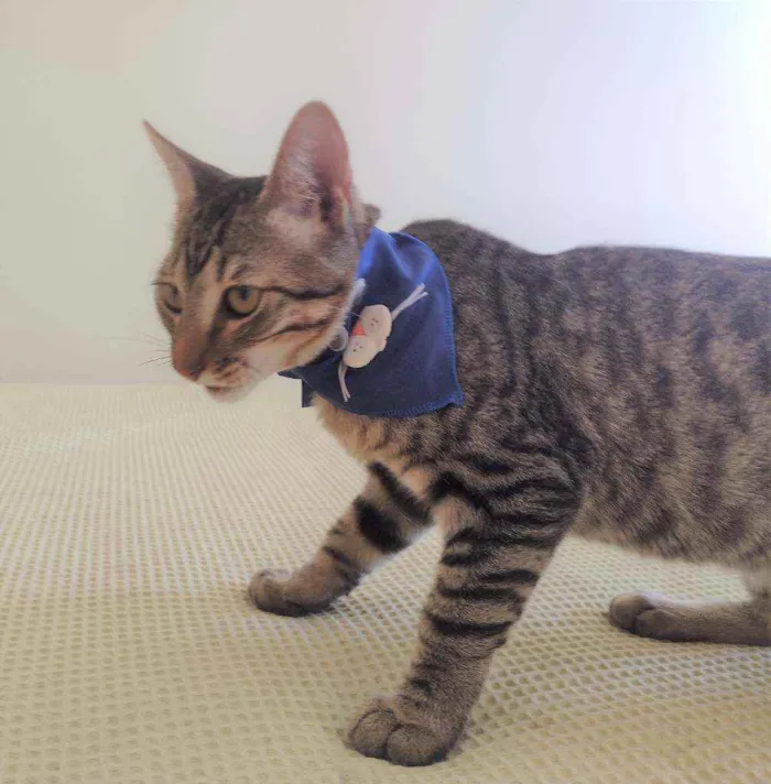 Gato ra a SRD idade 2 a 6 meses nome Ryan