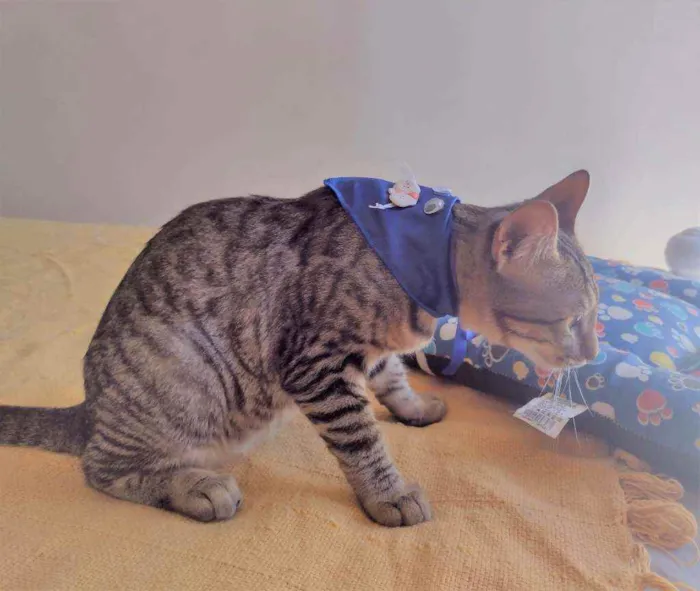 Gato ra a SRD idade 2 a 6 meses nome Ryan