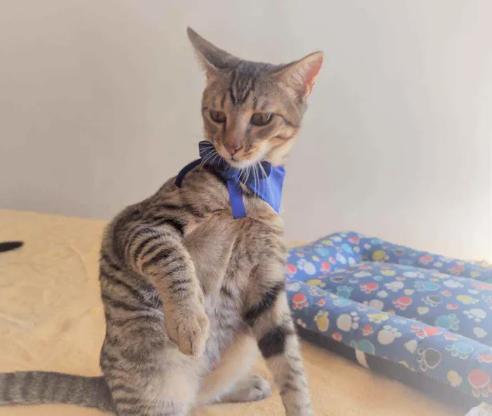 Gato ra a SRD idade 2 a 6 meses nome Ryan