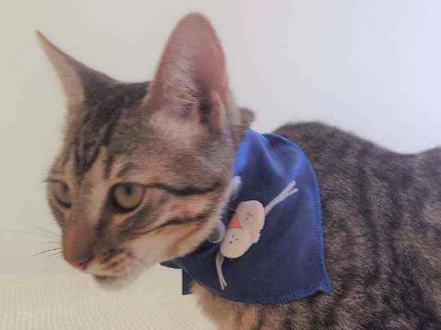 Gato ra a SRD idade 2 a 6 meses nome Ryan