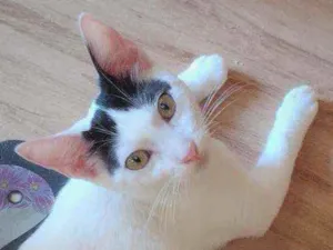 Gato raça SRD idade 2 a 6 meses nome Luly