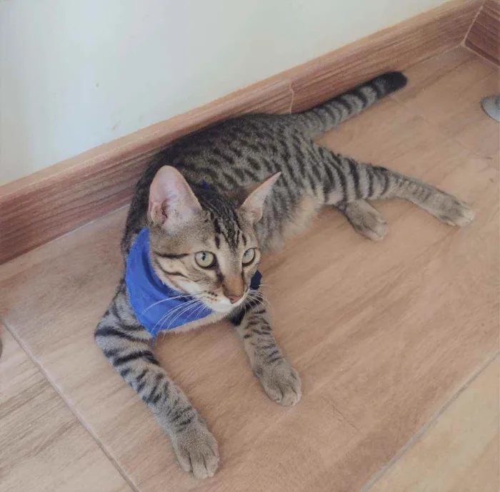 Gato ra a SRD idade 2 a 6 meses nome Ralph