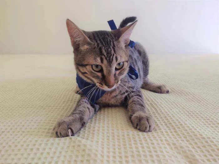 Gato ra a SRD idade 2 a 6 meses nome Ralph