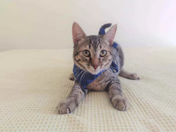 Gato ra a SRD idade 2 a 6 meses nome Ralph