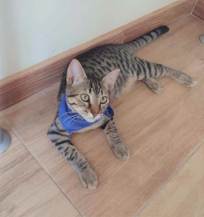 Gato ra a SRD idade 2 a 6 meses nome Ralph