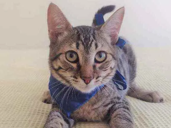 Gato ra a SRD idade 2 a 6 meses nome Ralph