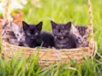 5 gatinhos para adoç