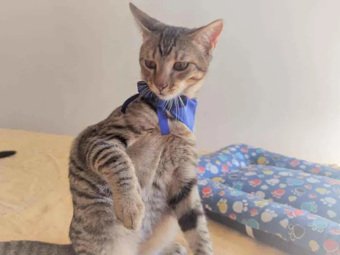 Gato ra a SRD idade 2 a 6 meses nome Ryan