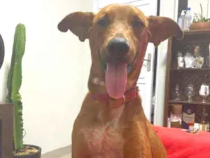 Cachorro raça SRD idade 7 a 11 meses nome Juca