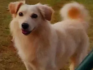 Cachorro raça Sem raça  idade 5 anos nome Jack