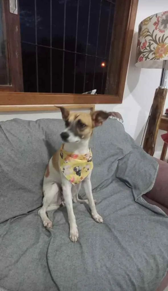 Cachorro ra a SRD idade 1 ano nome Luna