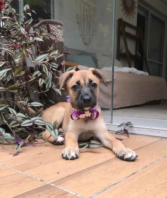 Cachorro ra a SRD idade 2 a 6 meses nome Maria