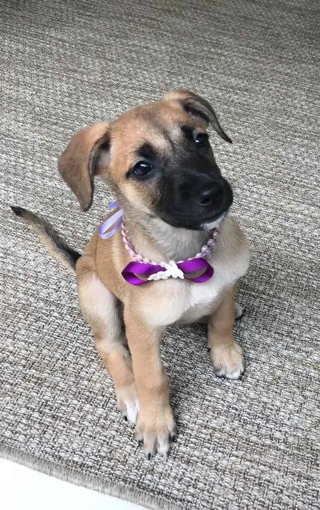 Cachorro ra a SRD idade 2 a 6 meses nome Maria