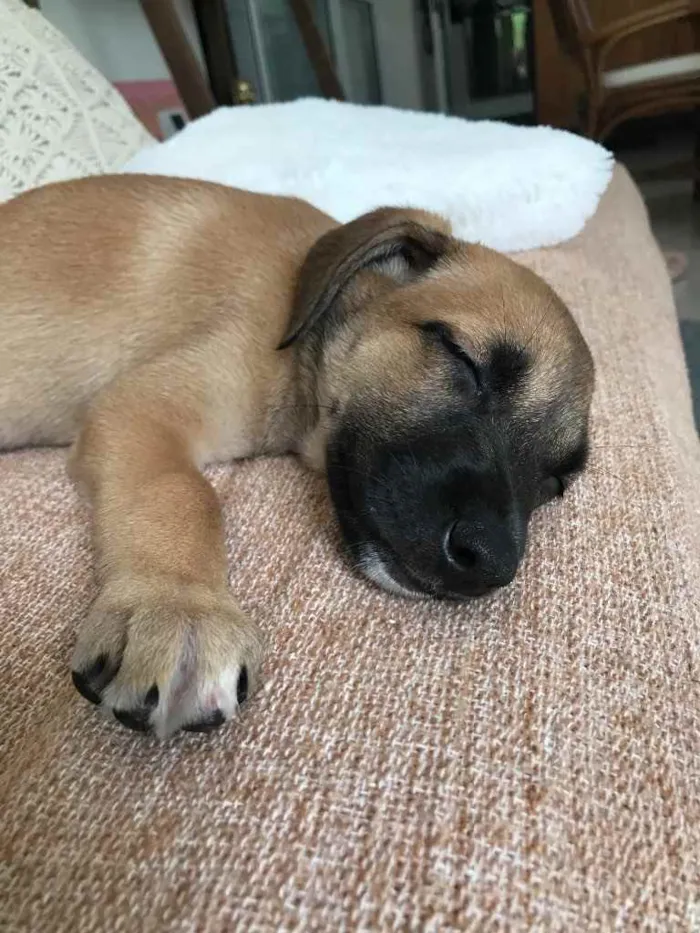 Cachorro ra a SRD idade 2 a 6 meses nome Maria