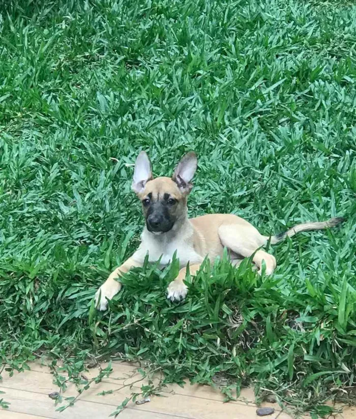 Cachorro ra a SRD idade 2 a 6 meses nome Maria