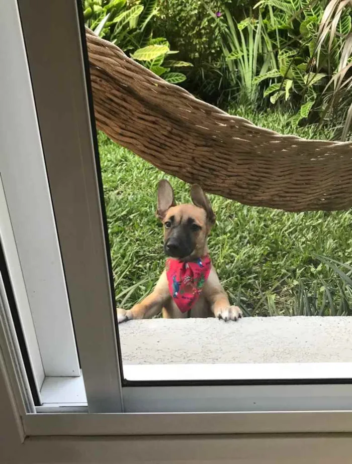 Cachorro ra a SRD idade 2 a 6 meses nome Maria