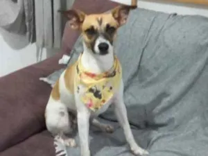 Cachorro raça SRD idade 1 ano nome Luna