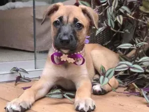 Cachorro raça SRD idade 2 a 6 meses nome Maria