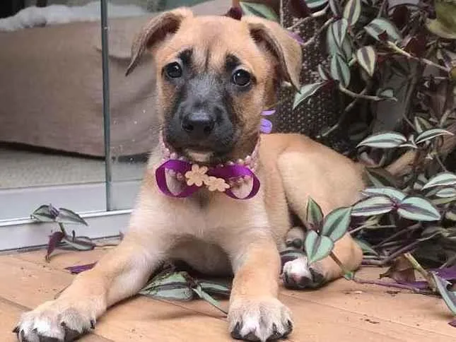 Cachorro ra a SRD idade 2 a 6 meses nome Maria