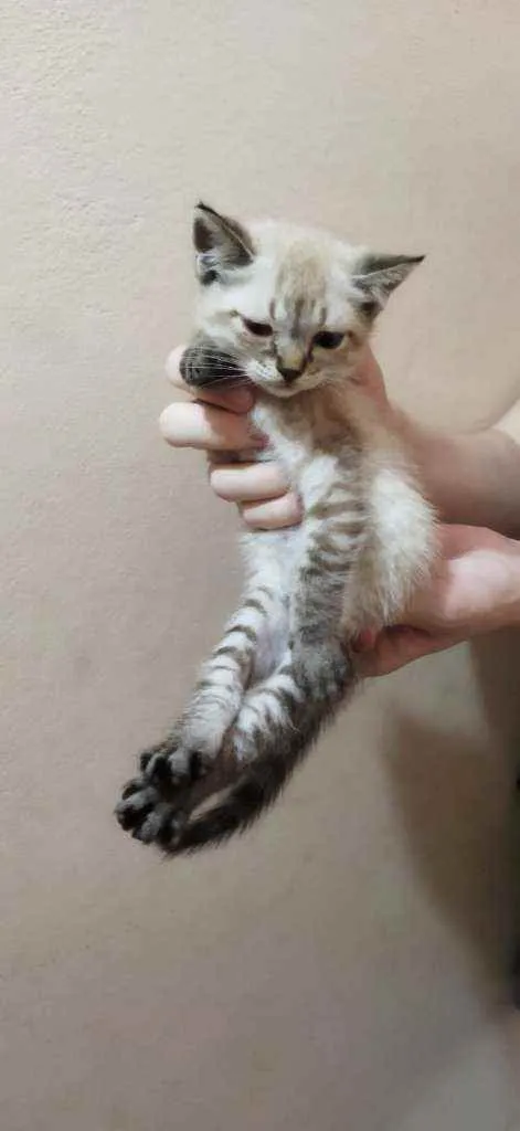 Gato raça SRD  idade 2 a 6 meses nome Linda menina 