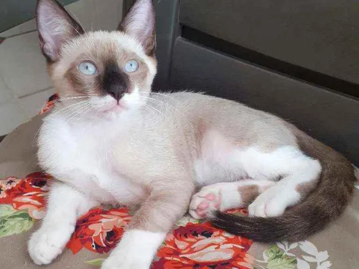 Gato ra a vira-lata idade 2 a 6 meses nome Leon