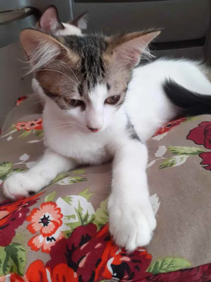 Gato ra a vira-lata idade 2 a 6 meses nome Leticia