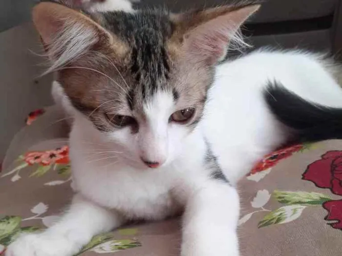 Gato ra a vira-lata idade 2 a 6 meses nome Leticia