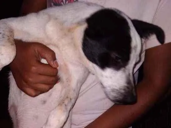 Cachorro ra a Vira-latas  idade 2 a 6 meses nome Valentina 