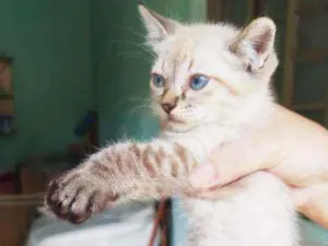 Gato raça SRD  idade 2 a 6 meses nome Linda menina 