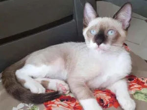 Gato raça vira-lata idade 2 a 6 meses nome Leon