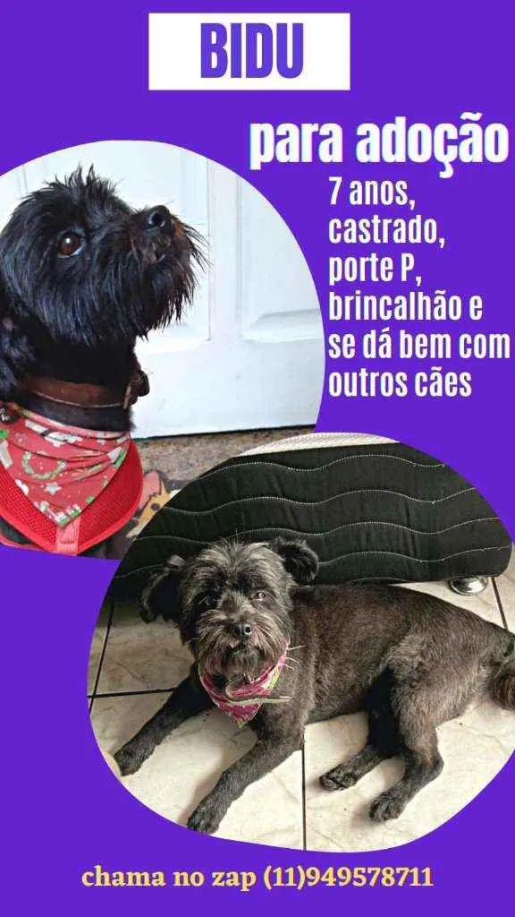 Cachorro raça SRD idade 6 ou mais anos nome Bidu