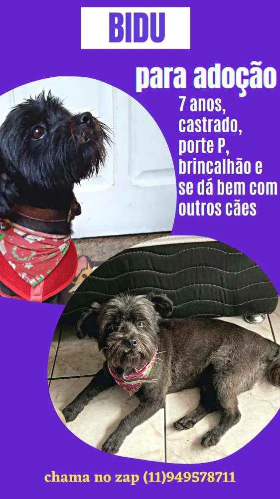Cachorro raça SRD idade 6 ou mais anos nome Bidu