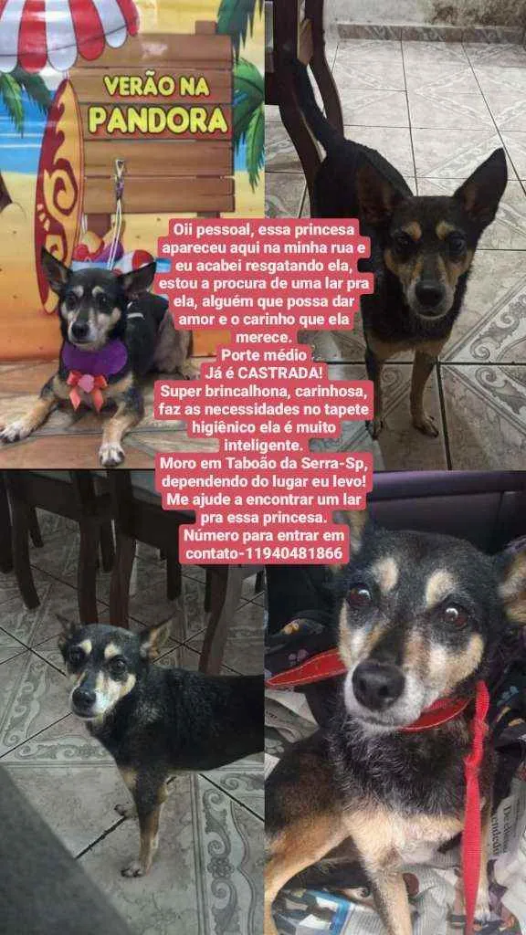 Cachorro ra a CSRD idade 6 ou mais anos nome Princesa