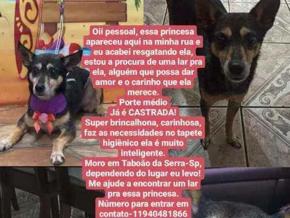 Cachorro ra a CSRD idade 6 ou mais anos nome Princesa