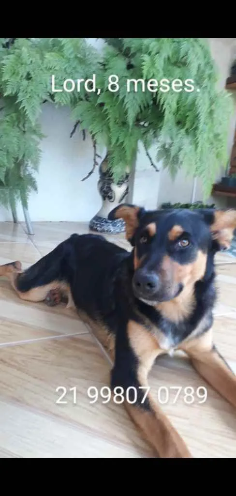 Cachorro ra a Mestiço  idade 2 a 6 meses nome Lord