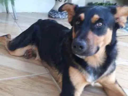 Cachorro ra a Mestiço  idade 2 a 6 meses nome Lord