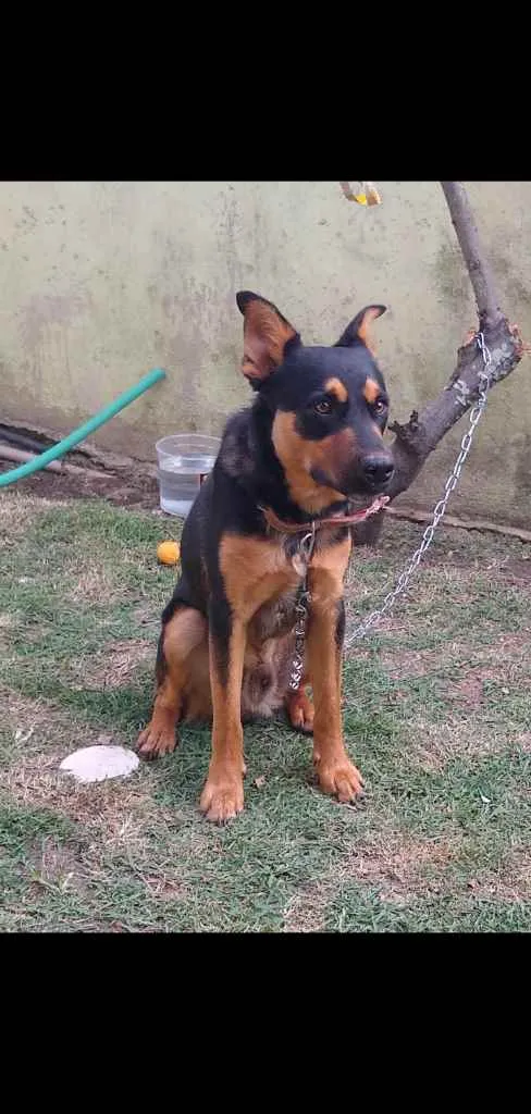 Cachorro ra a Mestiço  idade 2 a 6 meses nome Lord