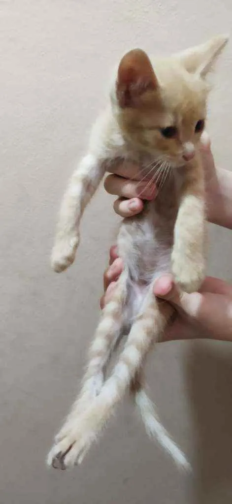 Gato raça SRD  idade 2 a 6 meses nome Lindo menino 