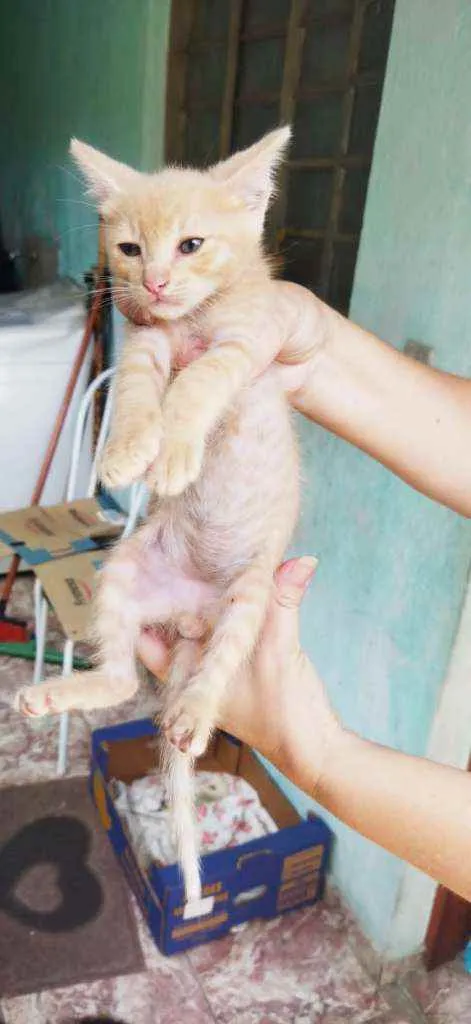 Gato raça SRD  idade 2 a 6 meses nome Lindo menino 