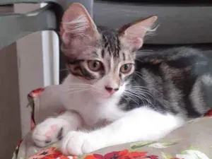 Gato raça vira-lata idade 2 a 6 meses nome Frajola