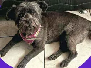 Cachorro raça SRD idade 6 ou mais anos nome Bidu