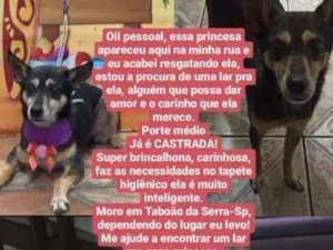 Cachorro raça CSRD idade 6 ou mais anos nome Princesa