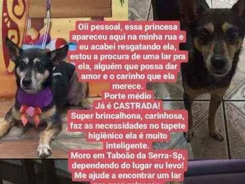 Cachorro ra a CSRD idade 6 ou mais anos nome Princesa