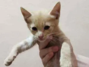 Gato raça SRD  idade 2 a 6 meses nome Lindo menino 