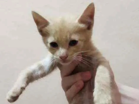 Gato raça SRD  idade 2 a 6 meses nome Lindo menino 